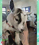 Filename=MeganFoxEllen1007.jpg
Filesize=39KiB
Dimensions=640x360
Date added=Dec 26, 2012 MeganFoxEllen1007.jpg